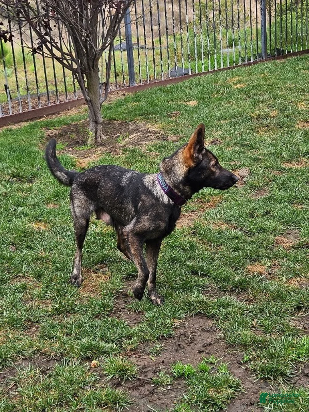 German Shepherd dogs for sale: German Shepherd 5 - Ad 3