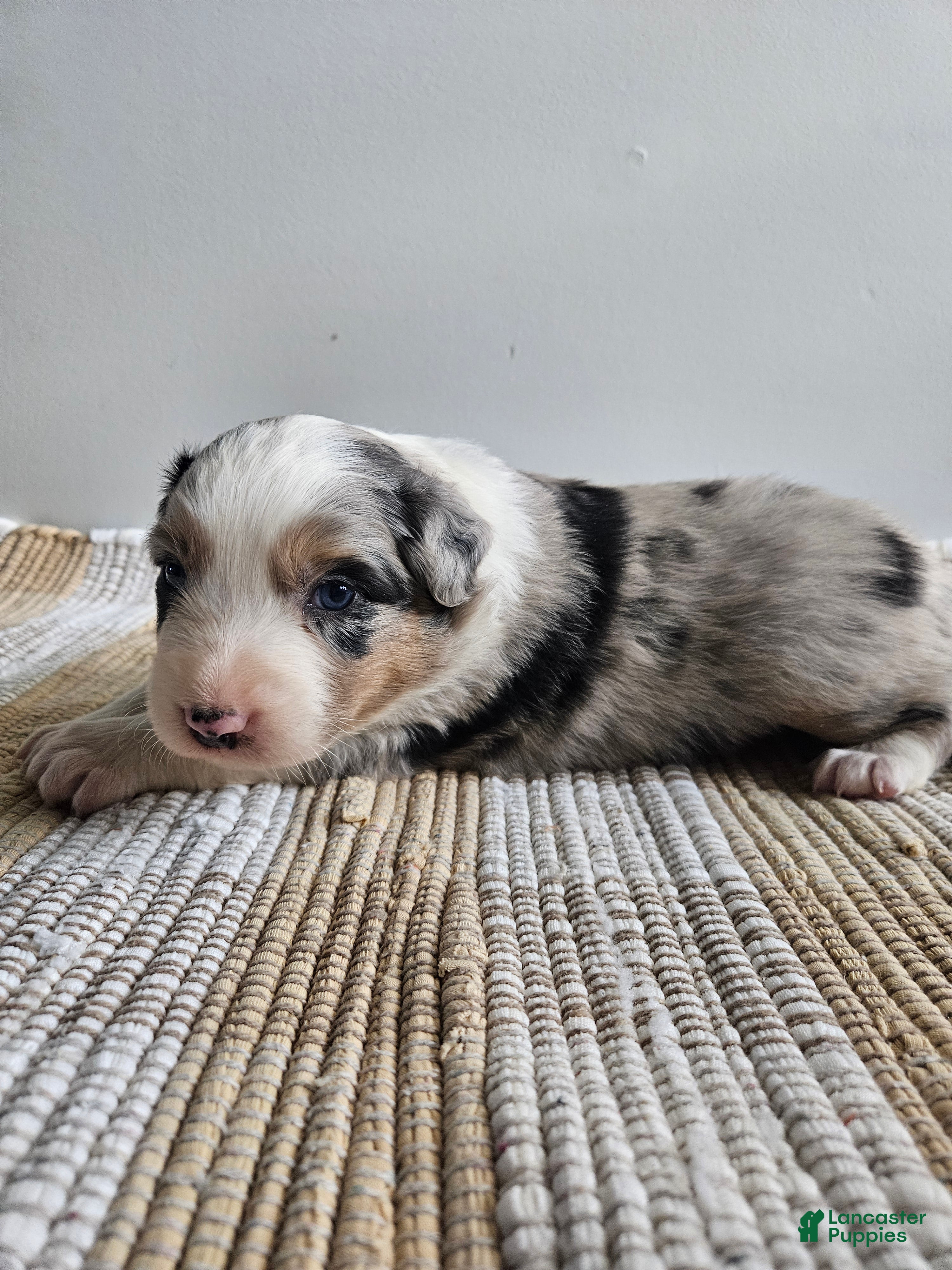 Australian Shepherd dogs Candy, blue eyes - Ad 23