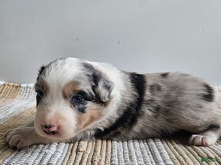 Australian Shepherd dogs Candy, blue eyes - Ad 39