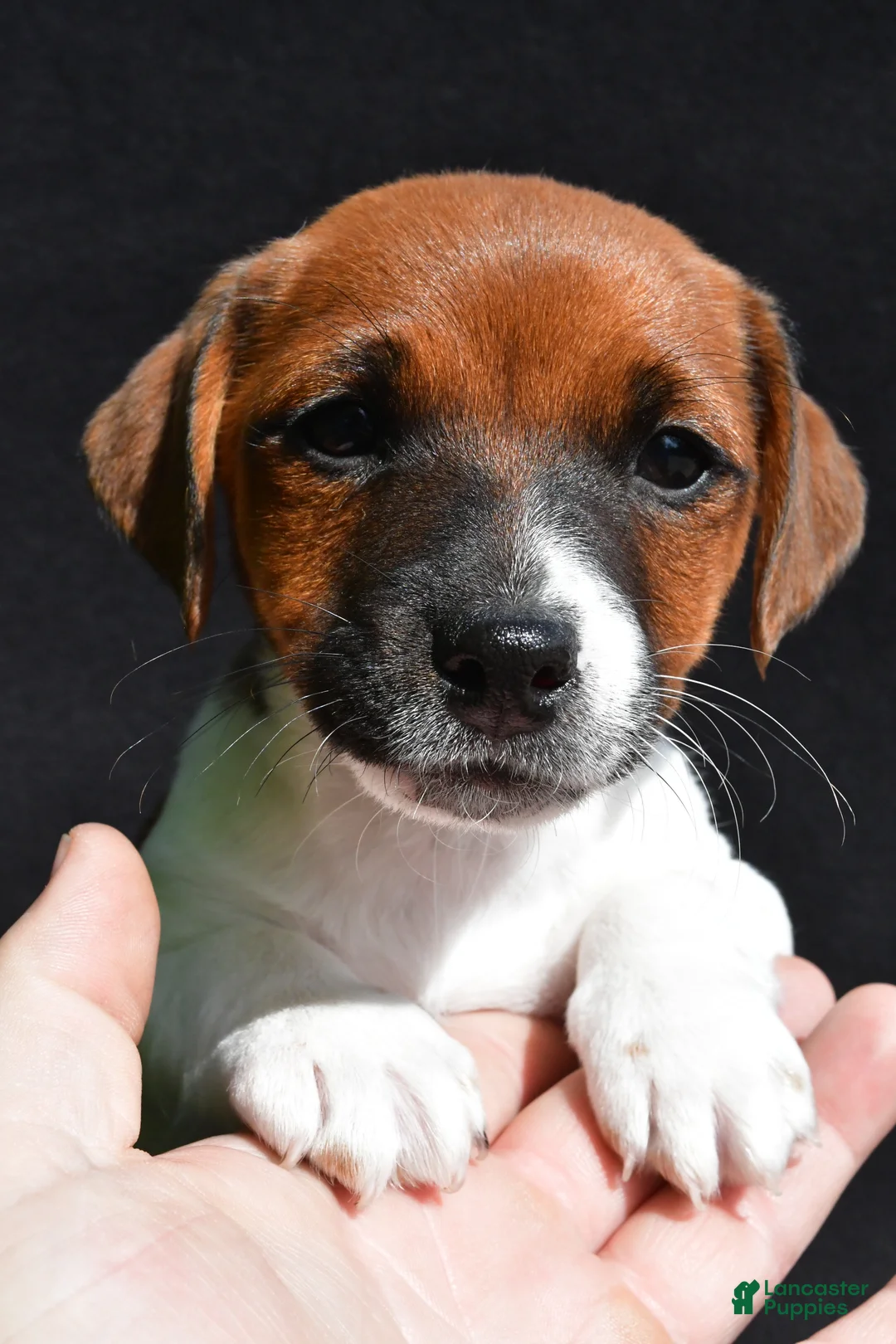 Jack Russell Terrier dogs for sale: Lucy - Ad 2