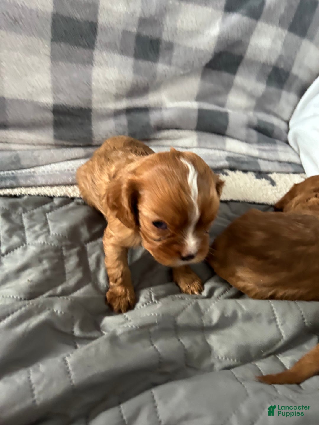 Cavalier King Charles Spaniel dogs for sale: Rocket - Ad 3