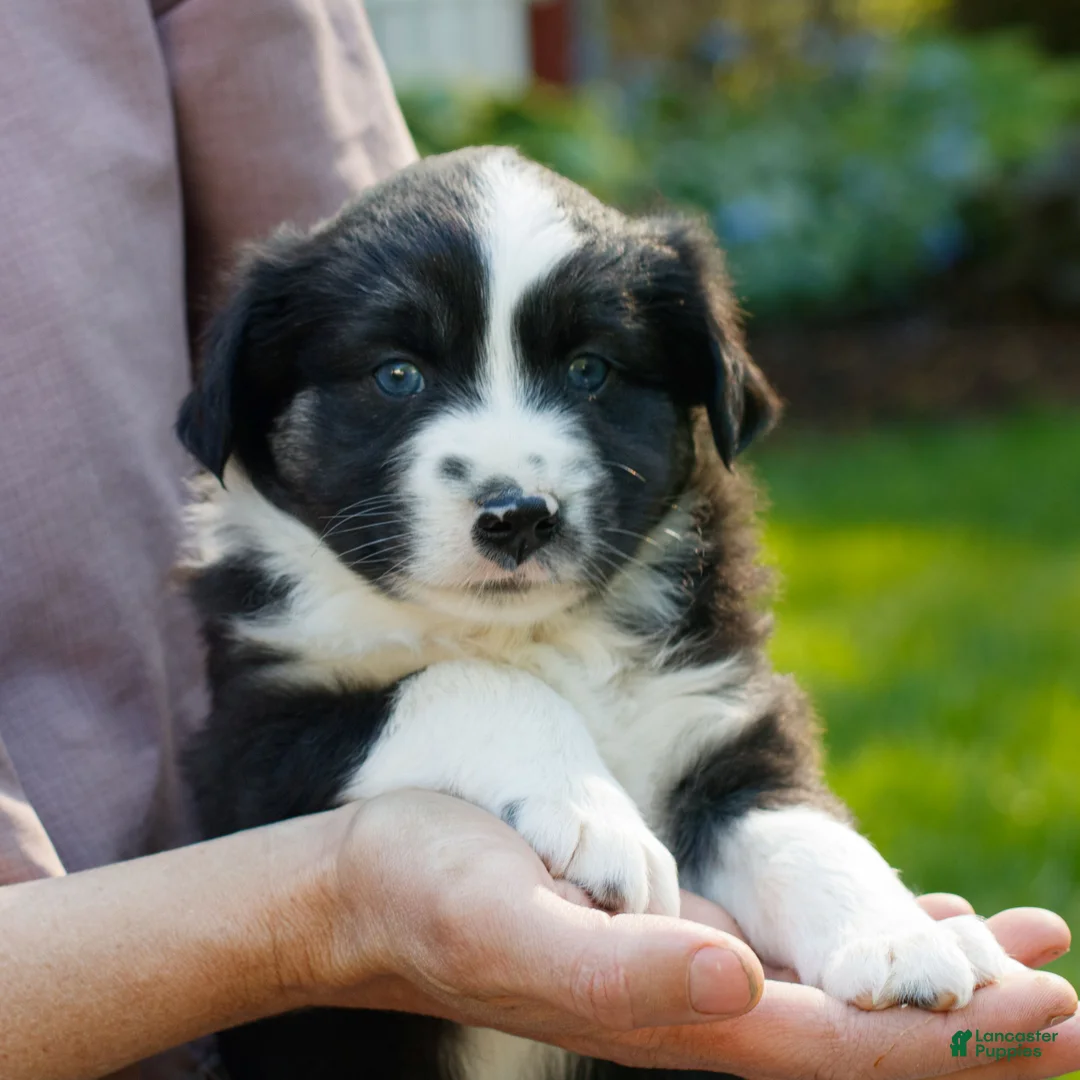 Miniature Australian Shepherd dogs for sale: Charlie  - Ad 2