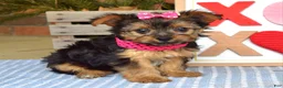 Yorkshire Terrier dogs for sale: Petunia - Ad 9