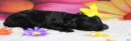 Bernedoodle dogs for sale: Nova  - Ad 3
