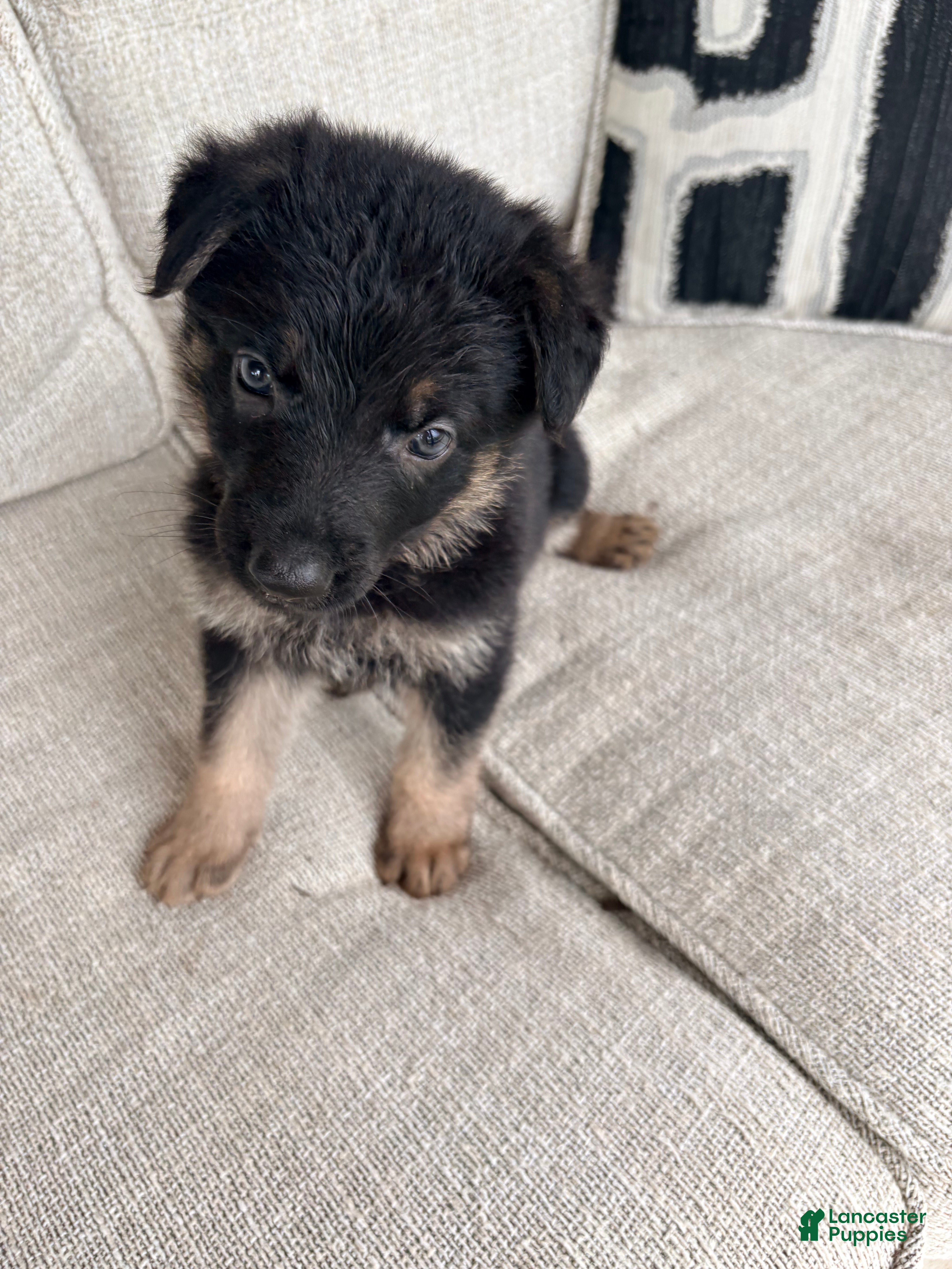 German Shepherd dogs German Shepherd Puppy 4 - Ad 1