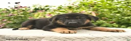 German Shepherd dogs for sale: Liam  - Ad 3