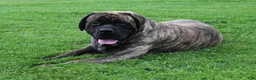 English Mastiff dogs for sale: Lilac - Ad 2
