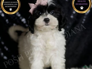 Cavapoo dogs - Ad 14