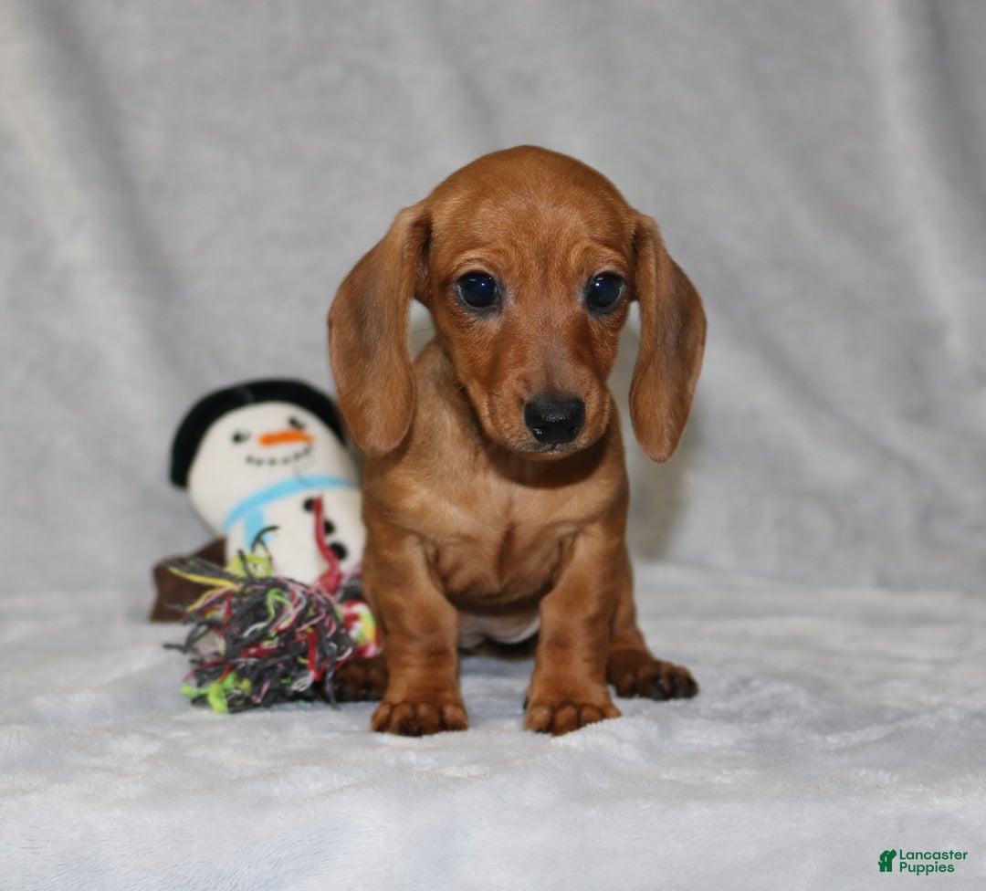 Miniature Dachshund dogs for sale: Chole - Ad 19