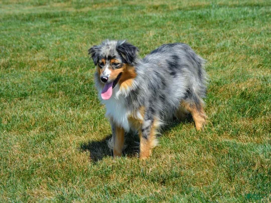 Miniature Australian Shepherd dogs for sale: Boomer - Ad 5