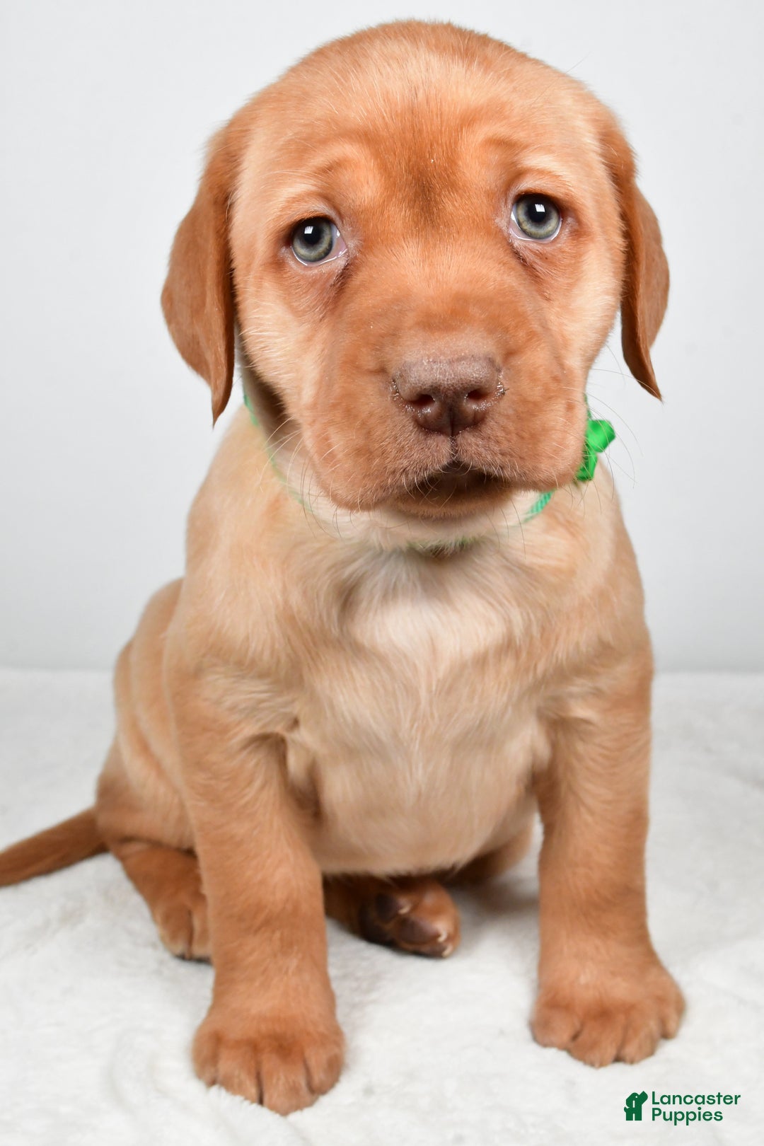 Labrador Retriever dogs for sale: Nikki - Ad 8