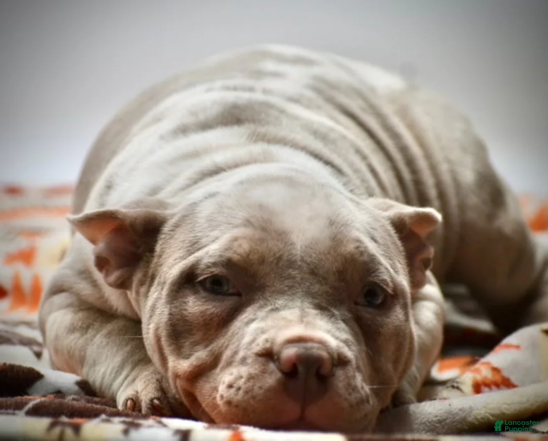 American Bulldog dogs for sale: American Bulldog Puppy 2 - Ad 1