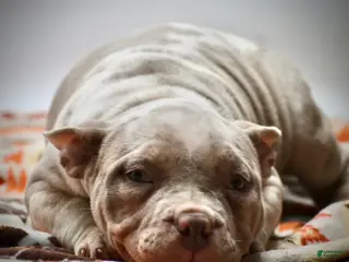 American Bulldog dogs American Bulldog Puppy 2 - Ad 1