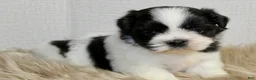 Shih Tzu dogs for sale: Dot - Ad 13