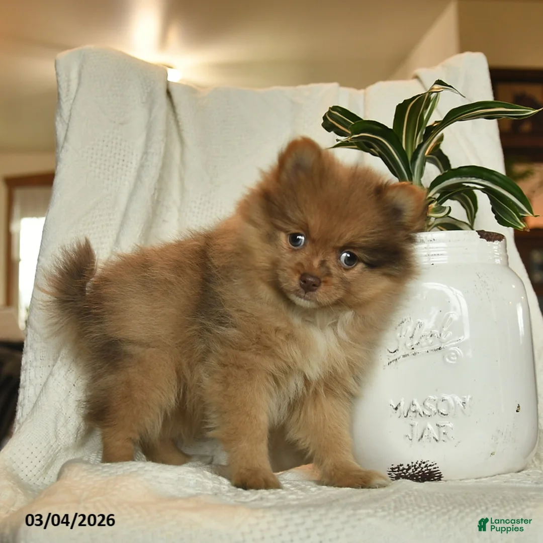 Pomeranian dogs for sale: Rita  - Ad 1