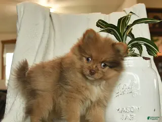 Pomeranian dogs for sale: Rita - Ad 2