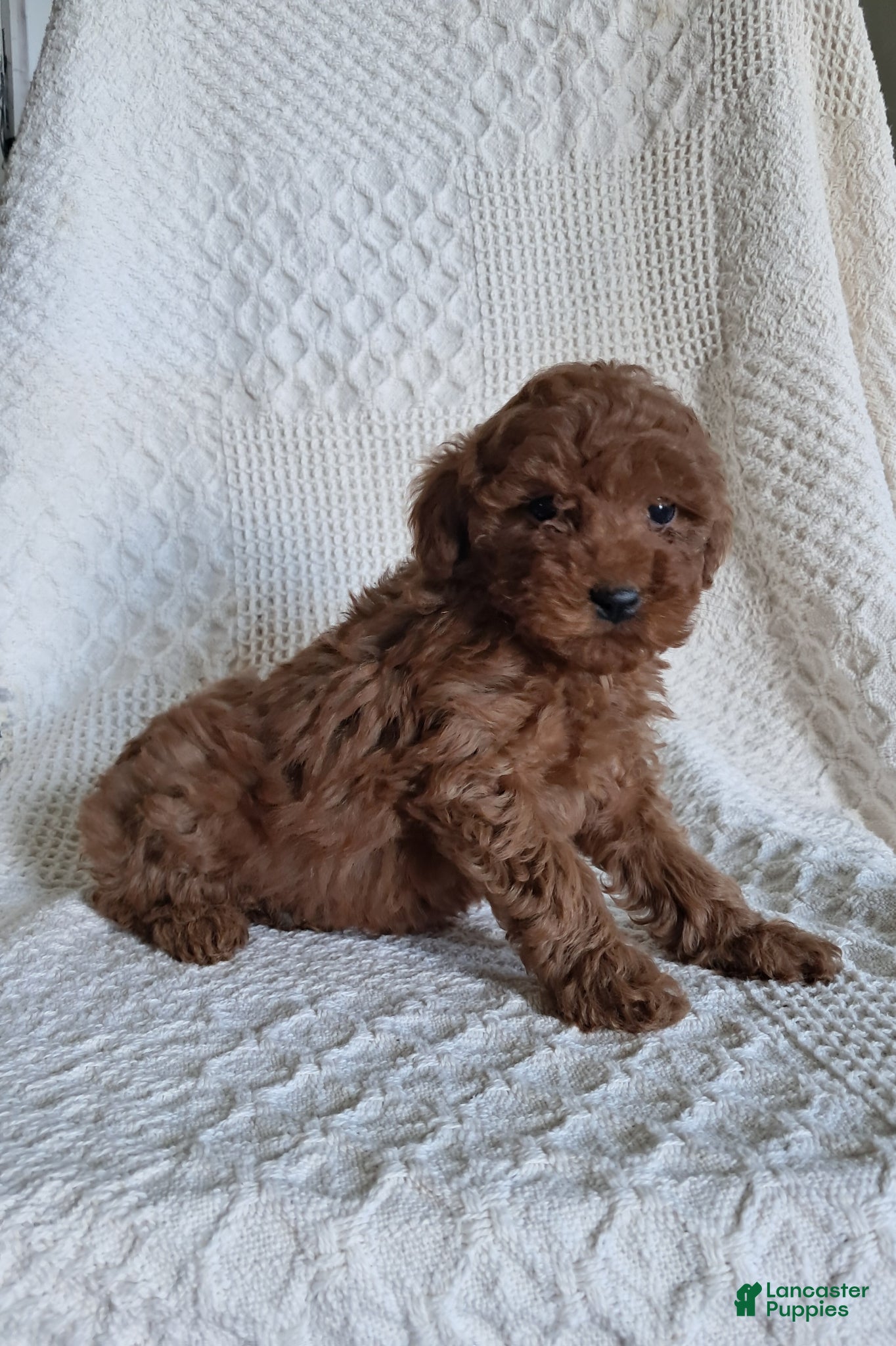 Miniature Poodle dogs Daisy - Ad 1