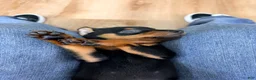 Miniature Pinscher dogs for sale: Luke - Ad 15