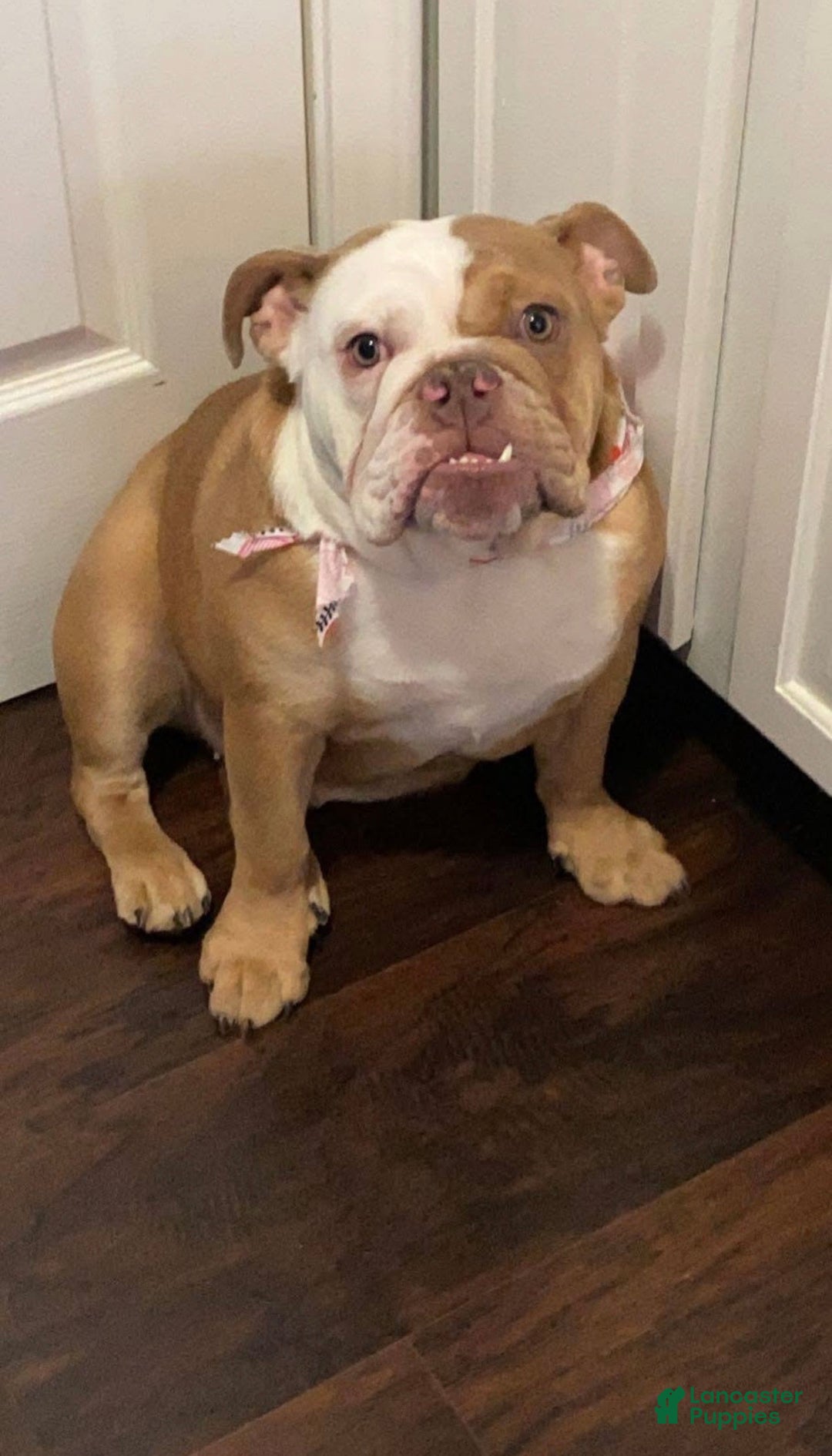 English Bulldog dogs for sale: English Bulldog Puppy 5 - Ad 2