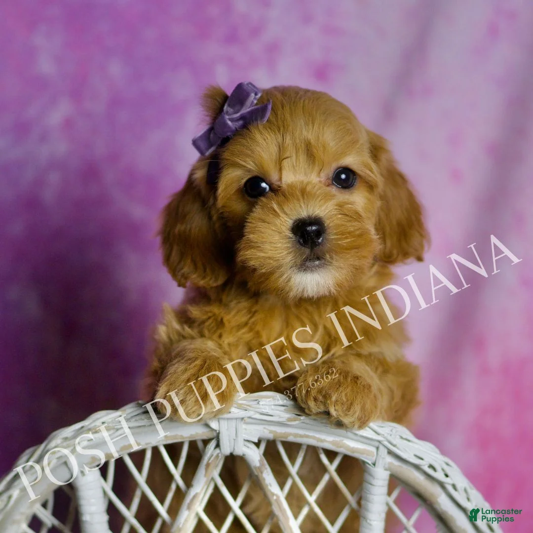 Mini Goldendoodle dogs for sale: Bailey - Ad 1