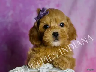 Mini Goldendoodle dogs Bailey - Ad 29