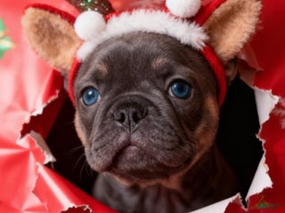 French Bulldog dogs SHELBY - Ad 15
