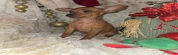 Miniature Pinscher dogs for sale: Rose red - Ad 5