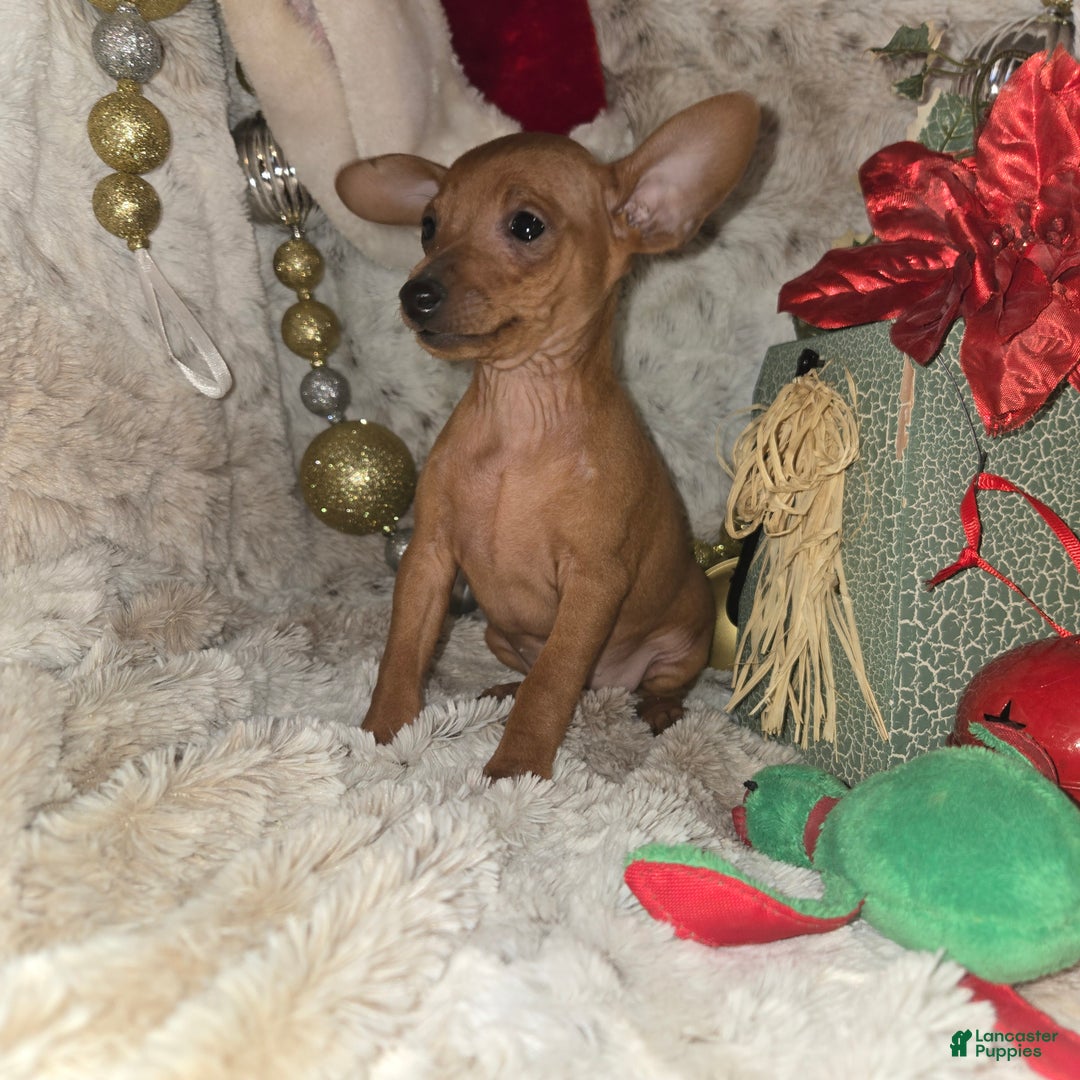 Miniature Pinscher dogs for sale: Rose red - Ad 5