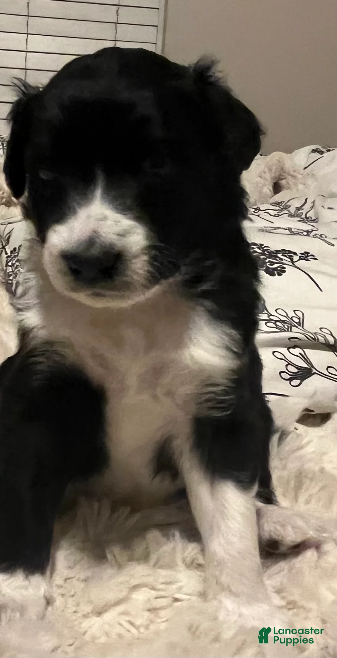 Aussiedoodle dogs for sale: Aussiedoodle Puppy 3 - Ad 1