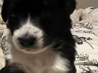 Aussiedoodle dogs Aussiedoodle Puppy 3 - Ad 27