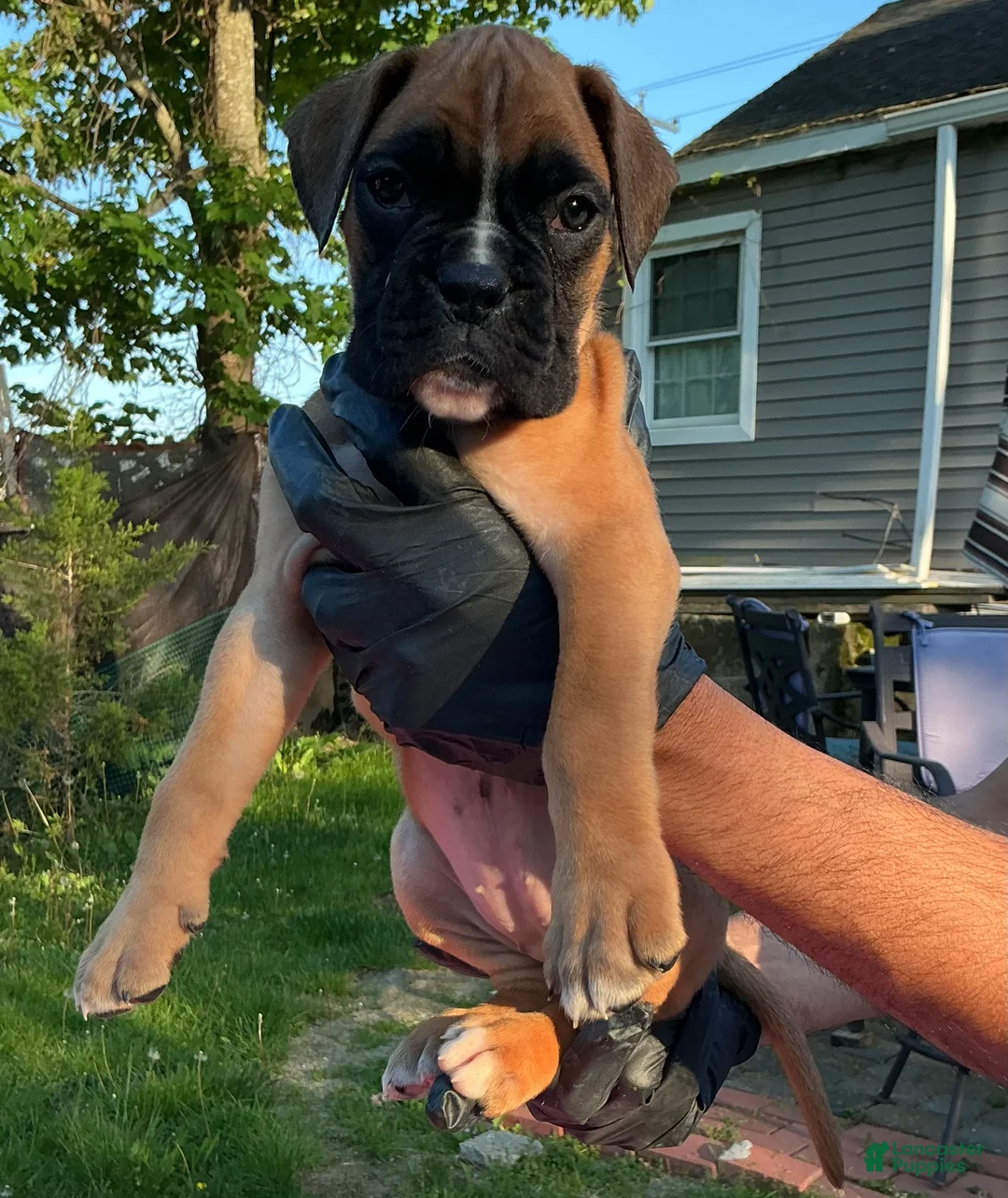 Boxer dogs for sale: Boxer 4 Daysi🌼 - Ad 2