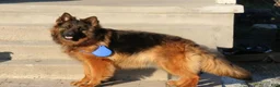 German Shepherd dogs for sale: German Shepherd 1 - Ad 3