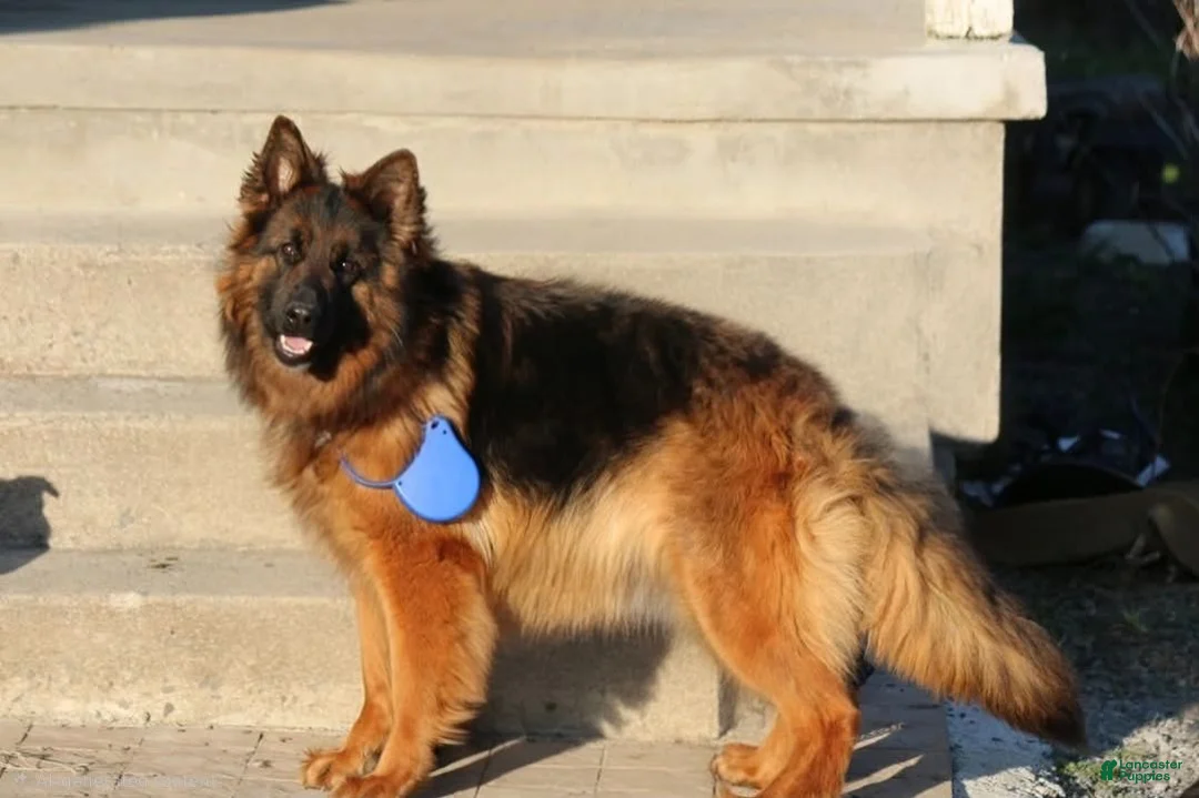 German Shepherd dogs for sale: German Shepherd 4 - Ad 2