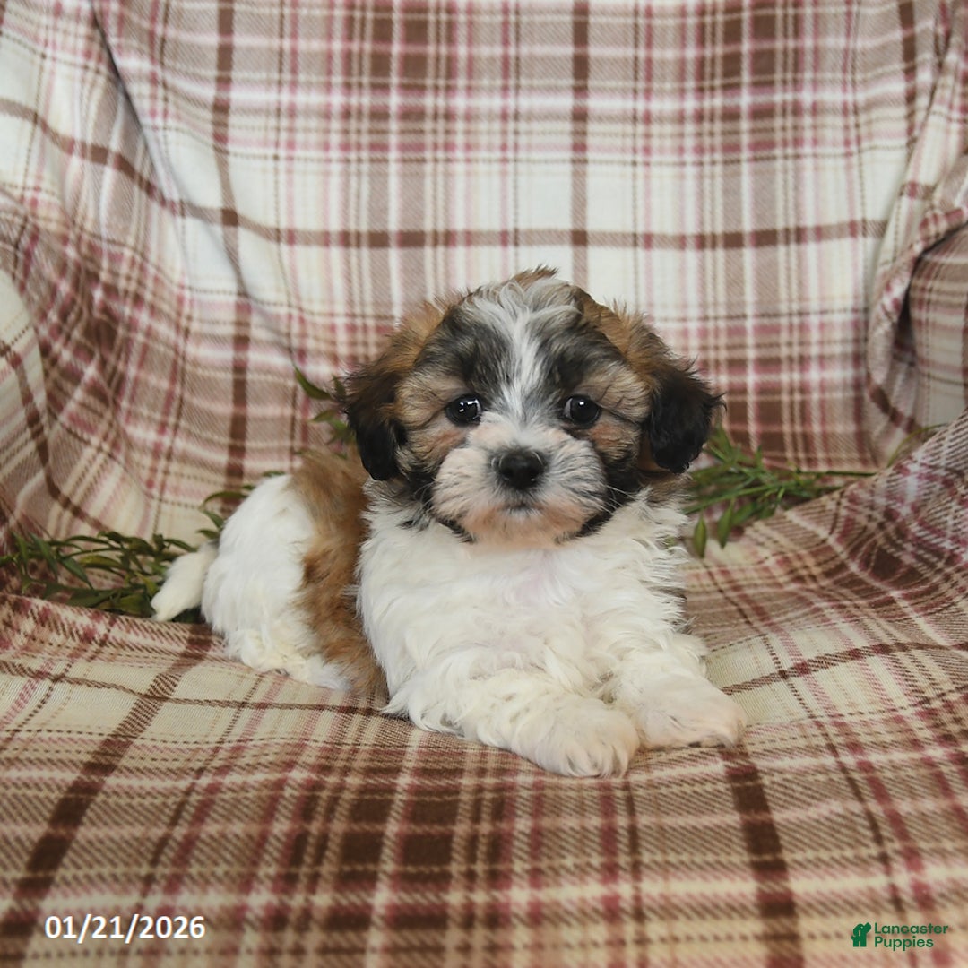 Teddy Bear dogs for sale: North - Ad 5