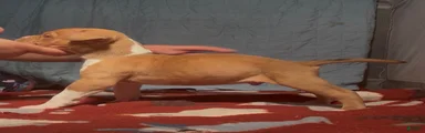 American Bully 8