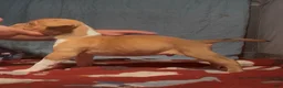 American Bully dogs for sale: American Bully 8 - Ad 1