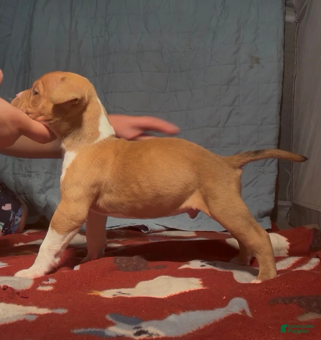 American Bully dogs for sale: American Bully 8 - Ad 1
