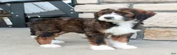Bernedoodle dogs for sale: Bella - Ad 4