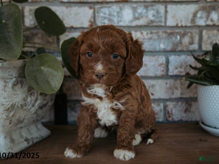 Cockapoo dogs - Ad 39