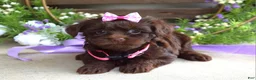 Yorkiepoo dogs for sale: Coco  - Ad 7