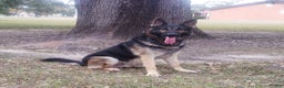 German Shepherd dogs for sale: German Shepherd Puppy 1 - Ad 4