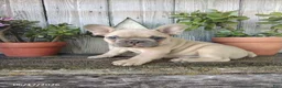 French Bulldog dogs for sale: Charlie - Ad 3