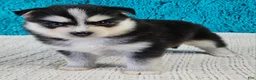 Pomsky dogs for sale: Nala  - Ad 3