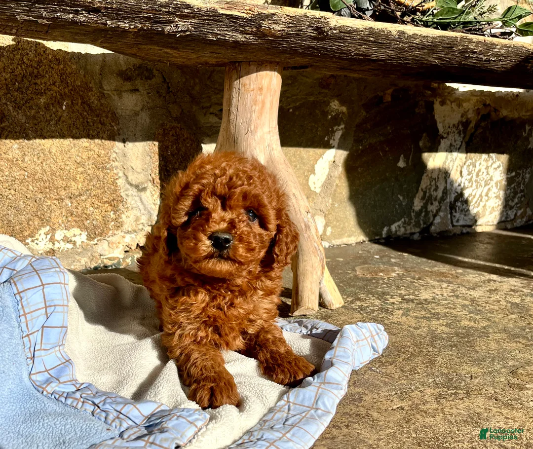 Toy Poodle dogs for sale: Little Tot❤️🐾AKC 6/7 lb❤️Call or Text 717-940-9223 - Ad 1