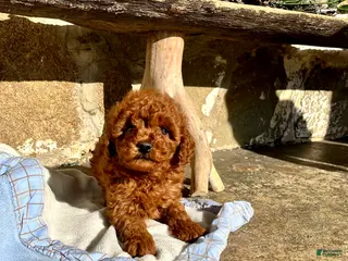 Toy Poodle dogs Little Tot❤️🐾AKC 6/7 lb❤️Call or Text 717-940-9223 - Ad 2