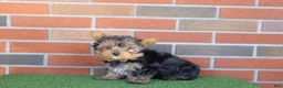 Yorkshire Terrier dogs for sale: Tracker  - Ad 4