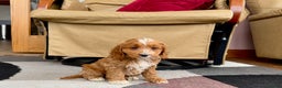 Cockapoo dogs for sale: Cockapoo female 3 - Ad 7