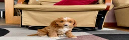 Cockapoo dogs for sale: Cockapoo female 3 - Ad 7