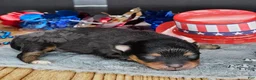 Pomeranian dogs for sale: Pepper's Pennyroyal Tea - "Royal" - Ad 7