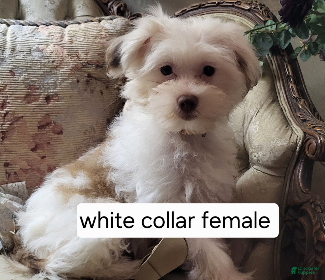 Chinese Crested dogs for sale: Chinese Crested Puppy 4 - Ad 1